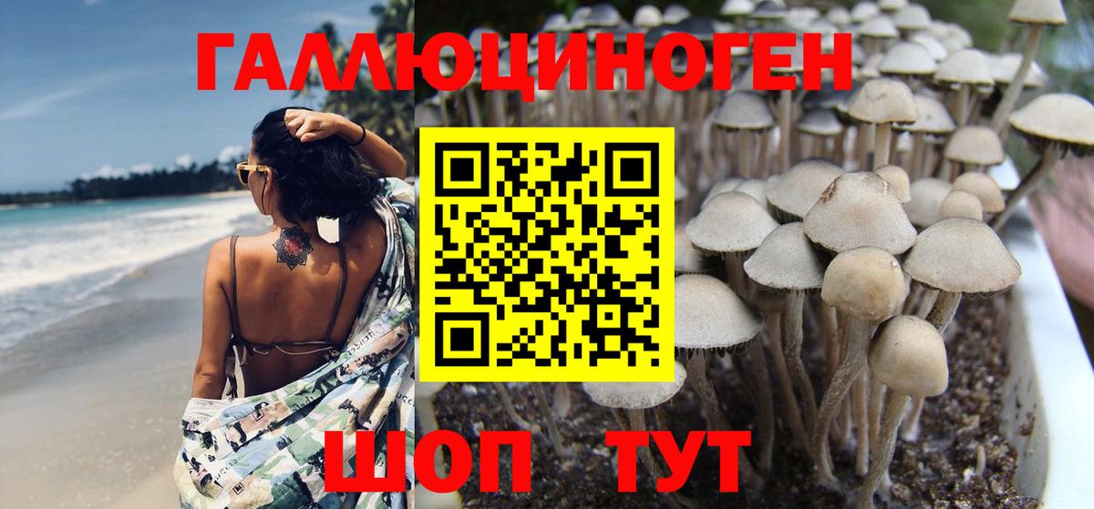 Галлюциногенные грибы Psilocybe Сыктывкар